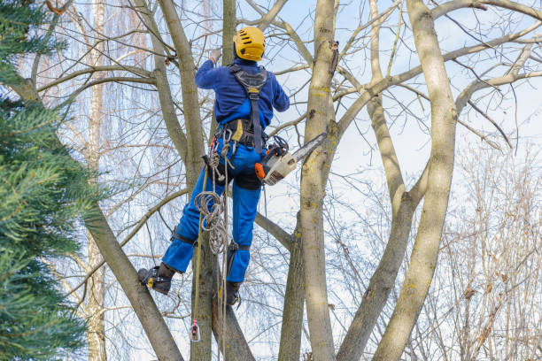 How Our Tree Care Process Works  in  Lantana, FL