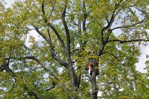 Leaf Removal in Lantana, FL